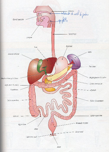 SchÃ©ma anatomie systÃ¨me digestif