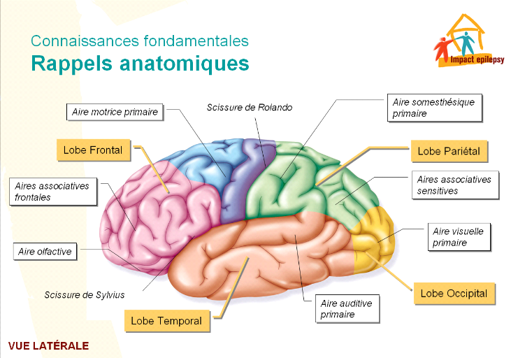 ILLUSTRATION : Partie antérieure ascendante du sillon latéral (Source : Mémoire Online)