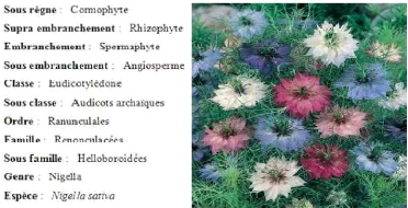 pourquoi la drépanocytose est une maladie héréditaire