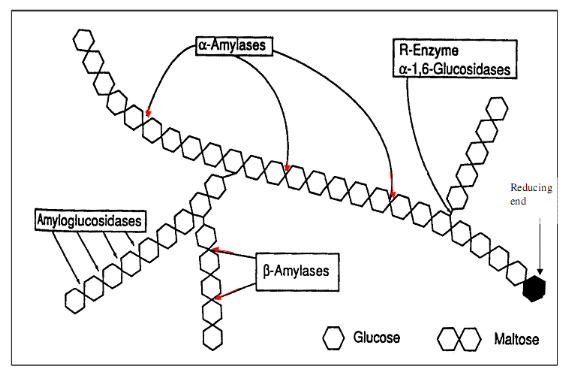Image result for amylase function