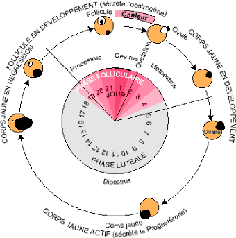 Main male hormone