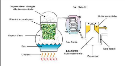 Schéma d'un alambic au cours d'une distillation par entrainement à la