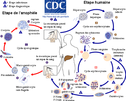 Le bleu de méthylène redoutablement efficace contre la malaria