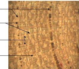 Memoire Online - Using tree- ring analysis to study the growth ...