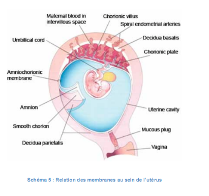 Memoire Online - La fréquence de la rupture prématurée des membranes. Etude  menée à la maternité Bomoi du 01 janvier au 31 décembre 2011. - CÃ©dric  BISEMBO WA BISEMBO MANTEZOLO