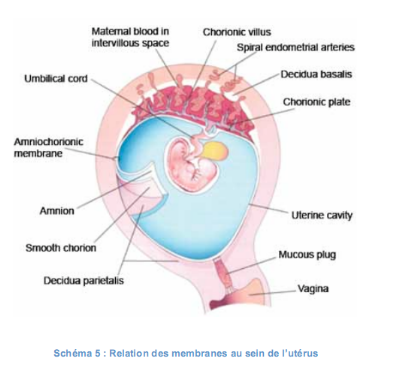 Dans quel délai déclencher en cas de rupture prématurée des membranes à  terme ?