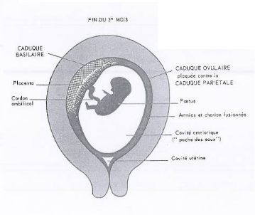 DECOLLEMENT DES MEMBRANES EN FIN DE GROSSESSE 