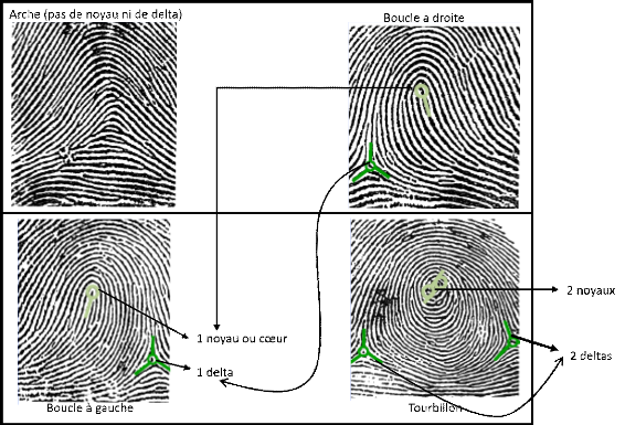 Spirale, boucle ou arche : quelle empreinte digitale avez-vous ? - Sciences  et Avenir