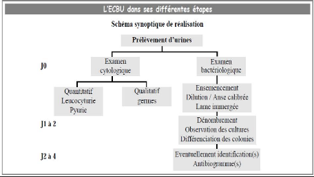 Memoire Online - L'examen cytobactériologique des urines - Walid ...