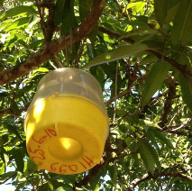 La mangue d'outre-mer : un fruit gorgé de soleil  Ministère de  l'Agriculture et de la Souveraineté alimentaire
