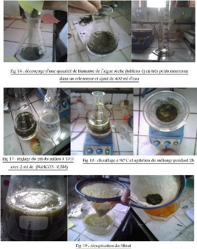 Alginate de sodium additif d'origine végétale réalisé à base d'algues