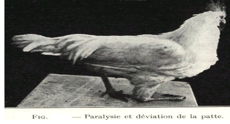 maladie marek paralysie prophylaxie 1965 patte dviation